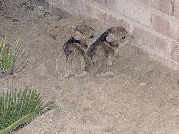 Javelinas